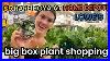 5 Rare Hoya At Home Depot Big Box Plant Shopping Lowes U0026 Home Depot Houseplants U0026 Indoor Plants