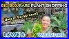 Rare Pothos Philodendron Peace Lily At Lowe S U0026 Walmart Big Box Plant Shopping U0026 Plant Haul
